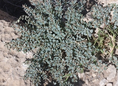 Euphorbia cinerascens