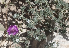 Euploca confertifolia