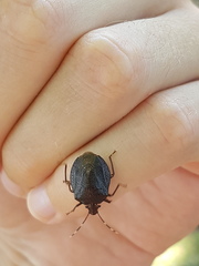 Antiteuchus guianensis