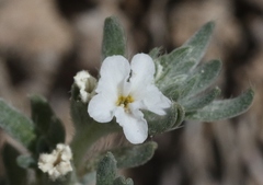 Euploca confertifolia