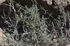 Acleisanthes angustifolia
