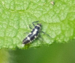 Propylea quatuordecimpunctata