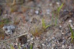 Bulbostylis capillaris