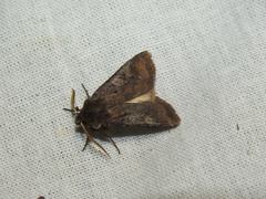 Cerastis leucographa