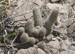 Escobaria tuberculosa