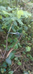 Brachydiplax sobrina