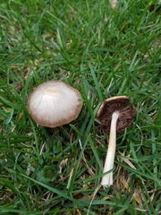 Psathyrella albescens