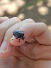 Antiteuchus guianensis