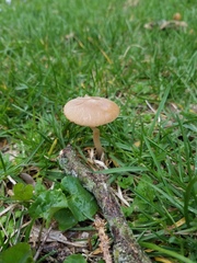 Psathyrella albescens
