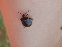 Antiteuchus guianensis