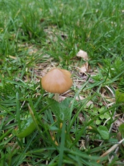 Psathyrella albescens