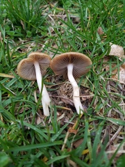 Psathyrella albescens