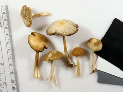 Psathyrella albescens