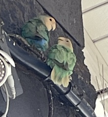 Agapornis roseicollis