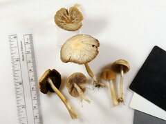 Psathyrella albescens