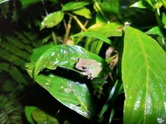 Philautus aurifasciatus