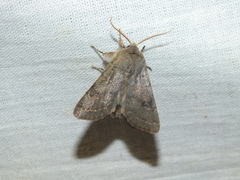 Orthosia populeti