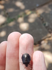 Antiteuchus guianensis