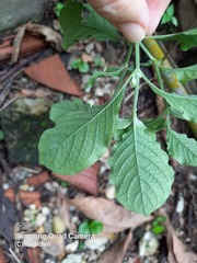Achyranthes