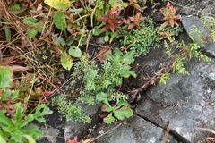 Lespedeza juncea