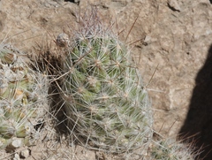 Escobaria tuberculosa