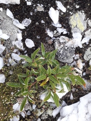 Salix breviserrata