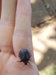 Antiteuchus guianensis