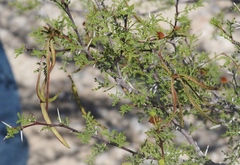 Vachellia constricta × vernicosa