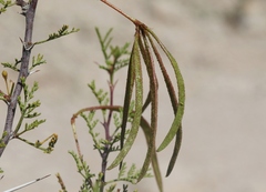 Vachellia constricta × vernicosa
