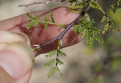 Vachellia constricta × vernicosa
