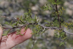 Vachellia constricta × vernicosa