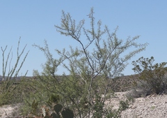 Vachellia constricta × vernicosa