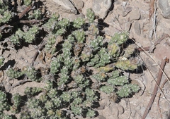 Grusonia aggeria