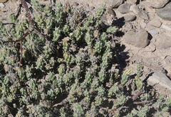 Grusonia aggeria