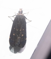 Dichomeris juncidella