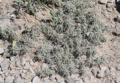 Grusonia aggeria