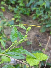 Ceriagrion coromandelianum