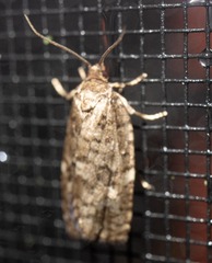 Choristoneura fumiferana