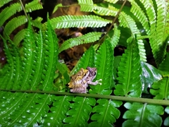 Philautus aurifasciatus