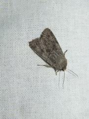 Orthosia populeti