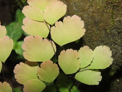 Adiantum tenerum