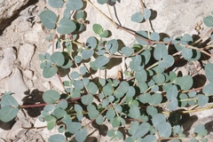 Euphorbia cinerascens