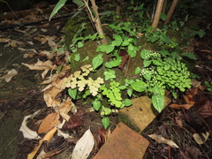 Adiantum tenerum
