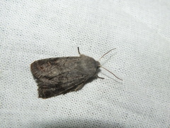 Orthosia populeti