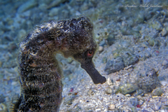 Hippocampus reidi