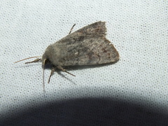 Orthosia populeti