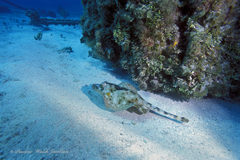 Urobatis jamaicensis