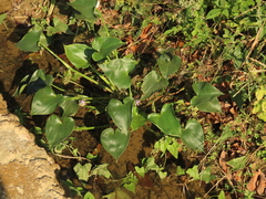 Pontederia vaginalis