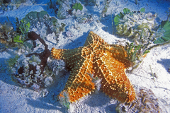 Oreaster reticulatus
