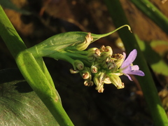 Pontederia vaginalis